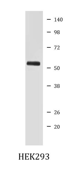 Anti-SMAD5