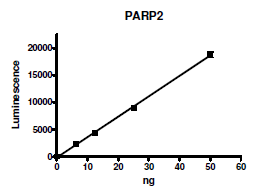 PARP2, active human recombinant protein