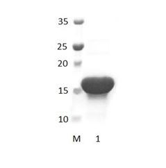 ARHGAP23 PDZ Domain