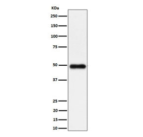 Anti-NgR3 / Nogo-66 receptor-related protein 3 / RTN4RL1, clone 29R59