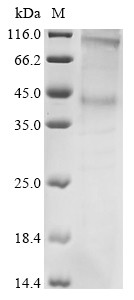Rhodopsin (RHO), bovine, recombinant