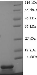 C-X-C motif chemokine 5 (Cxcl5), partial, mouse, recombinant