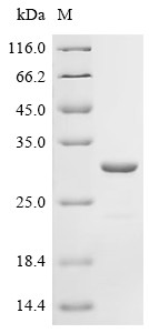 Outer-membrane lipoprotein carrier protein (lolA), Klebsiella pneumoniae, recombinant