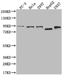 Anti-DBF4 Recombinant Monoclonal, clone 24D8