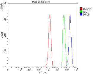 Anti-DRD5 / Dopamine receptor D5