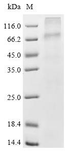 Muscarinic acetylcholine receptor M5 (CHRM5), recombinant human