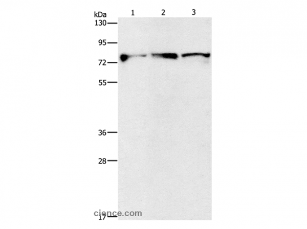 Anti-KIF3A