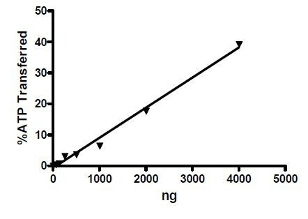 Sphingosine kinase 2, Active Murine Recombinant Protein