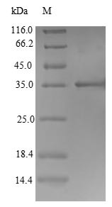 Interferon omega-1 (IFNW1), bovine, recombinant