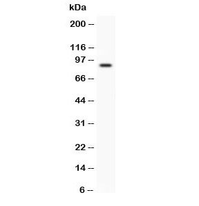 Anti-CD31