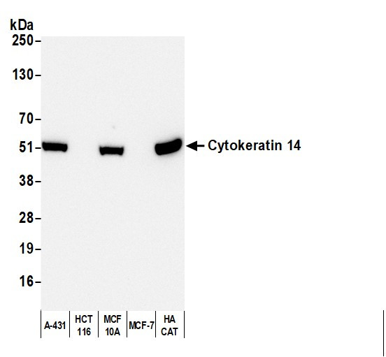 Anti-Mouse IgG3 cross-adsorbed, HRP conjugated
