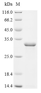 Interleukin-1 (Il1a), Mesocricetus auratus, recombinant