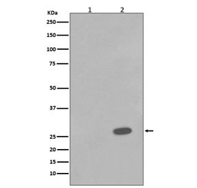 Anti-phospho-HSP27 (Ser78), clone IBC-8