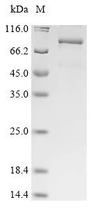 Kinesin-like protein KIFC1 (KIFC1), human, recombinant