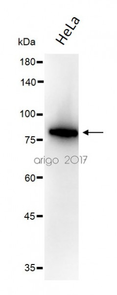 Anti-BAG3 / BIS/ CAIR1, C-terminal