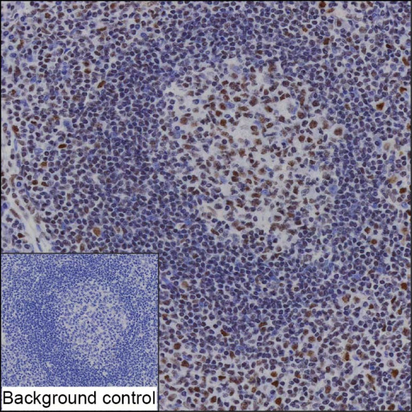 Anti-IKZF1 (recombinant antibody)