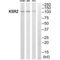 Anti-KSR2