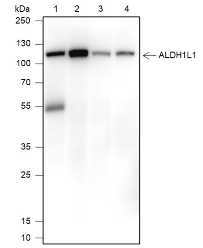 Anti-Recombinant ALDH1L1, clone A124