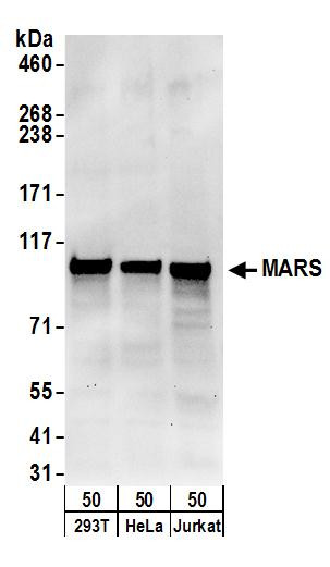 Anti-MARS
