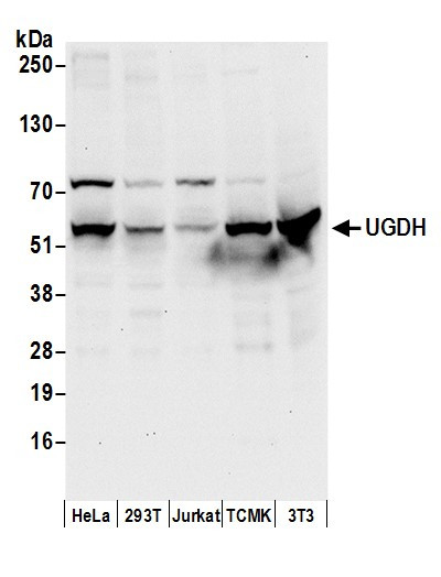 Anti-UGDH