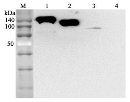 Anti-ACE2 (human), clone AC384, Biotin conjugated