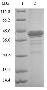 Gastrotropin (FABP6), human, recombinant