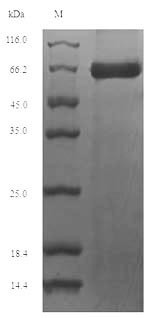 Perforin-1 (Prf1), mouse, recombinant