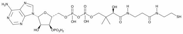 Coenzyme A