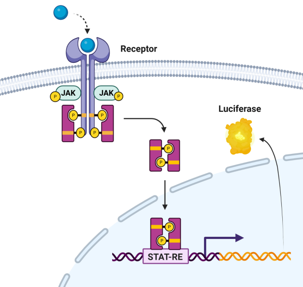 IL-4/IL-13 Responsive STAT6 Luciferase Reporter THP-1 Cell Line