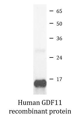 Human GDF11 recombinant protein (Active)