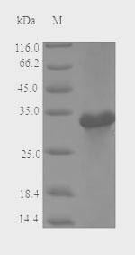 Major allergen Mal d 1 (MALD1), Malus domestica, recombinant