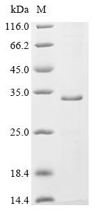 Synaptogyrin-1 (Syngr1), rat, recombinant