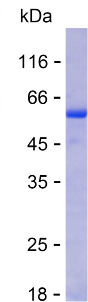 Recombinant Human NTN4 Protein