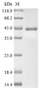 Sialidase-2 (NEU2), Cricetulus griseus, recombinant