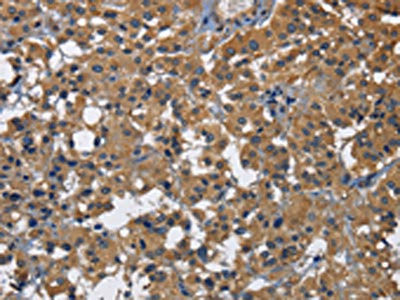 Anti-CD160