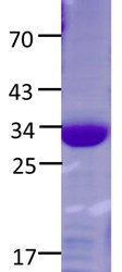 NFE2L2 Protein