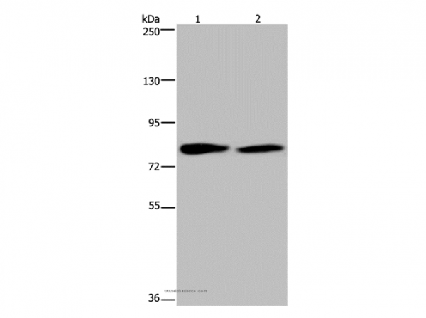 Anti-TXLNA