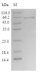 Schlafen family member 12 (SLFN12), human, recombinant