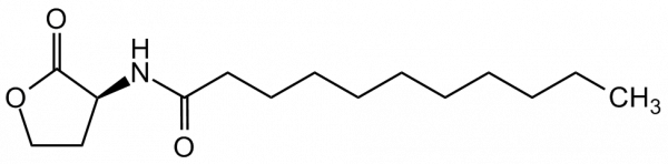 N-Undecanoyl-L-homoserine lactone