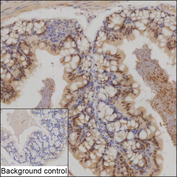 Anti-FBXW7 (recombinant antibody)