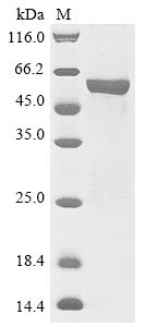 UDP-glycosyltransferase 72B1 (UGT72B1), Arabidopsis thaliana, recombinant