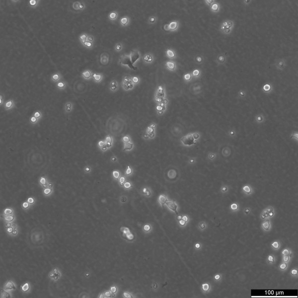 LM/TK(LMTK-) Cells