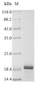 A disintegrin and metalloproteinase with thrombospondin motifs 18 (ADAMTS18), partial, human, recomb