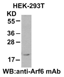 Anti-Arf6, monoclonal