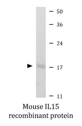 Mouse IL15 recombinant protein (Active)