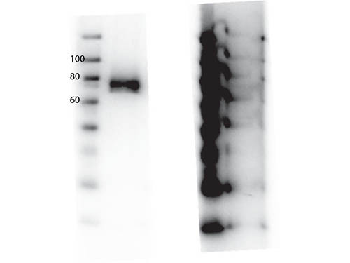 Anti-phospho-RON (Tyr1360)