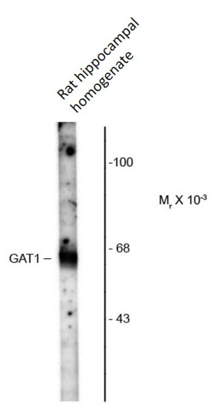 Anti-GAT1 / GABA Transporter 1