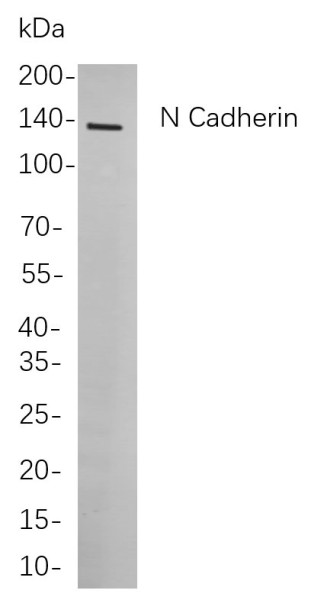 Anti-Recombinant N Cadherin, clone 11A6