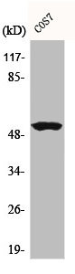 Anti-CCNA1/CCNA2