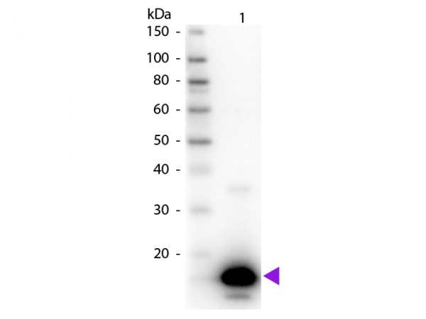 Anti-Avidin [Egg White] Rabbit Biotin conjugated